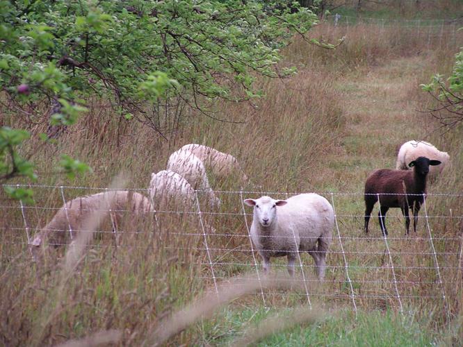Sheep