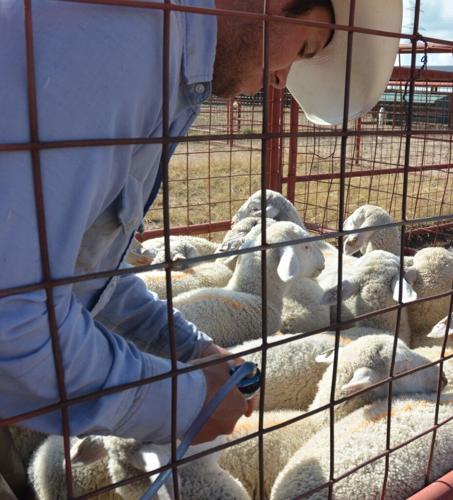 Lambs in pen