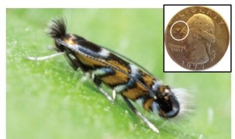 Soybean tentiform leafminer 2.jpg