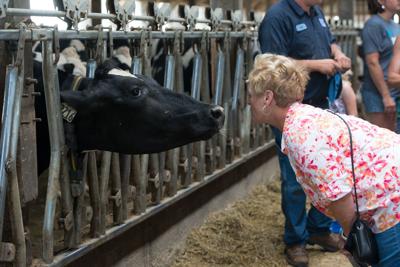 Woman and dairy cow