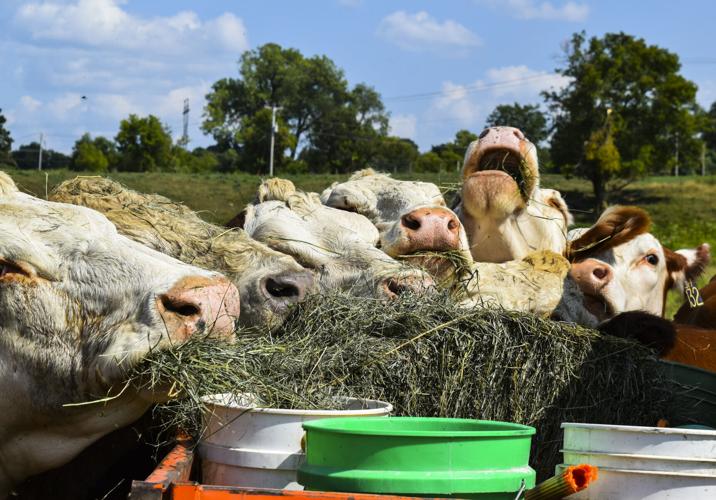 Herefords eating hay off UTV