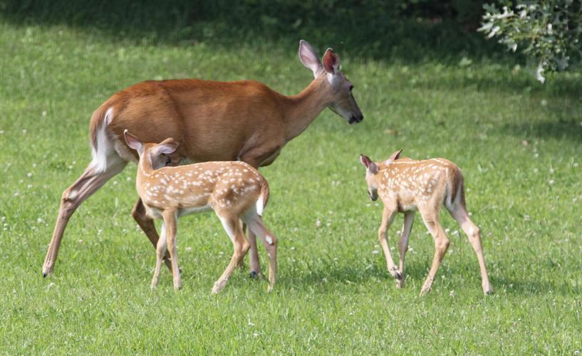 Deer and fawns