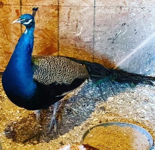 3 peacock 3 joni martin.jpg