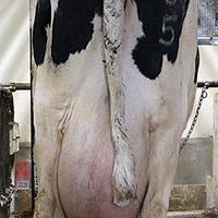 Options to deal with cow tail switches