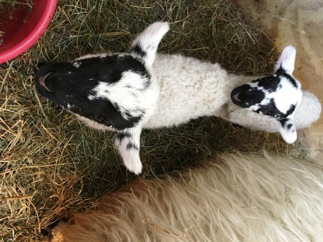 Twin lambs