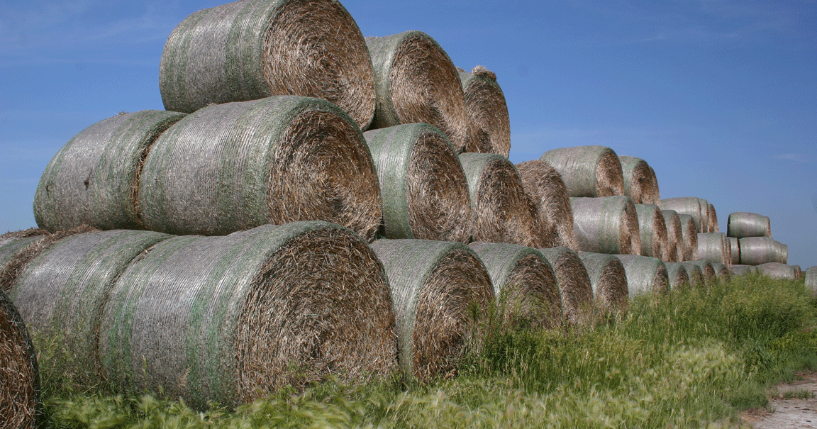 Managing cattle nutrition during pasture recovery