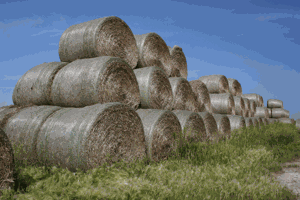 Managing cattle nutrition during pasture recovery