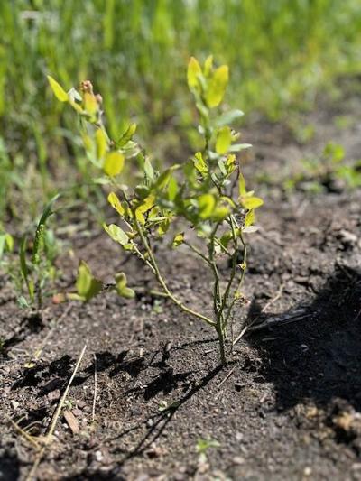 Small blueberry plant