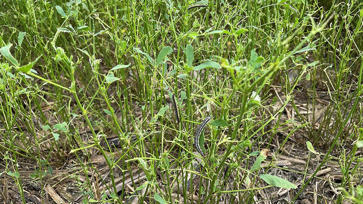Armyworms