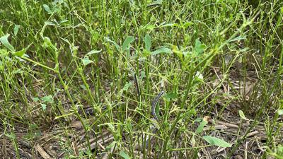 Armyworms
