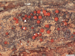 Pest and disease shifts make management more difficult