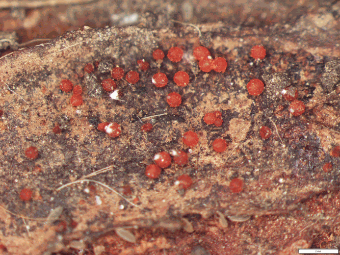 soybean red crown rot perithecica