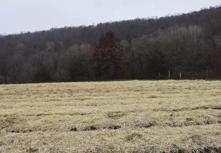 Rye cover crop used as mulch