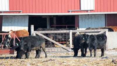 Cattle Markets Look For Final Rally To Finish The Year Livestock