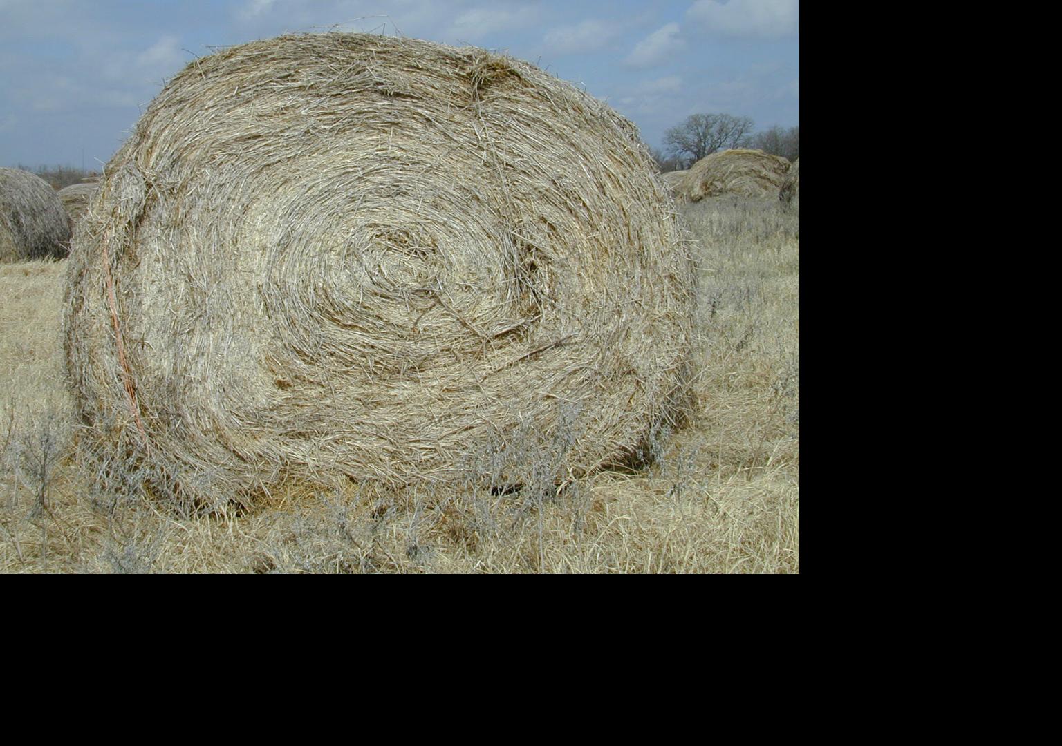 Forage bale