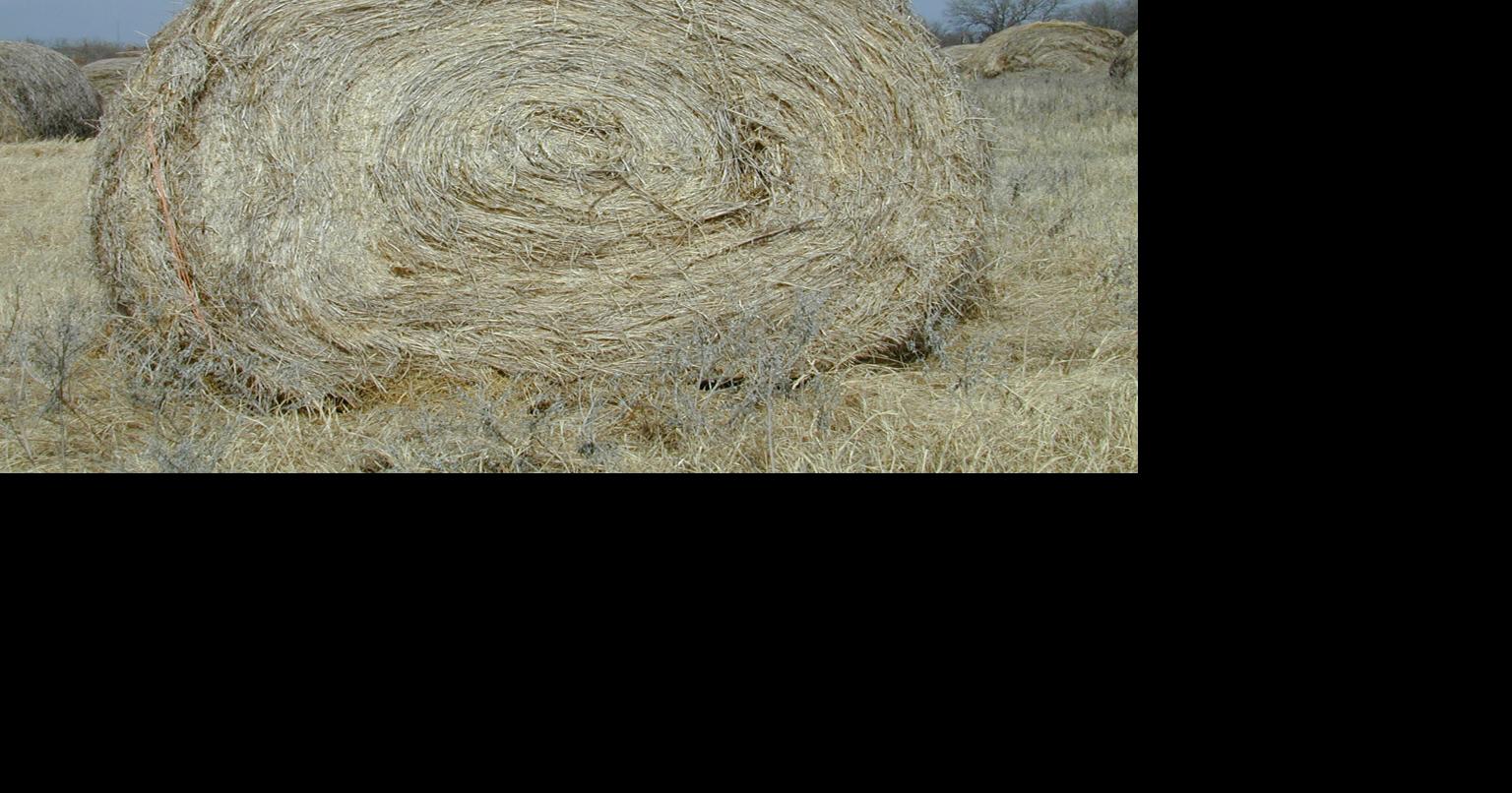 Forage bale