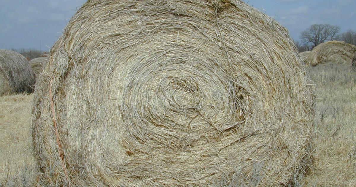 Forage bale