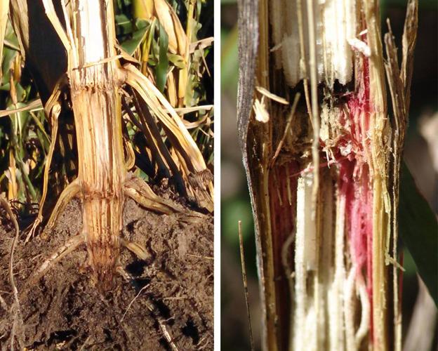 Stalk lodging and rot