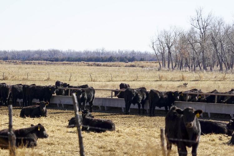 Sandhills ranch sale 4.jpg