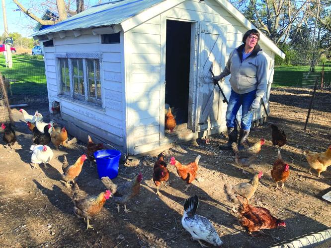 Barb Batie 1 chickens.jpg
