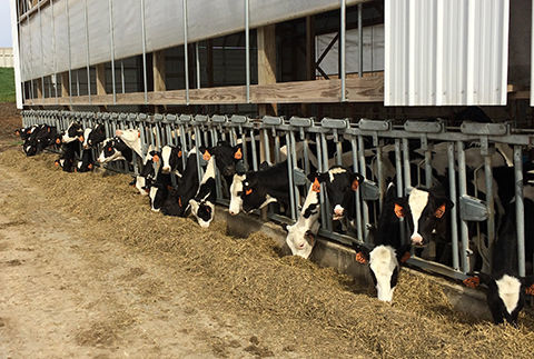 Cows eating feed -- INDEX PHOTO