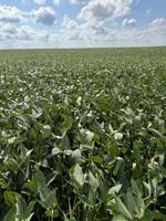 Soybeans struggle after dry August
