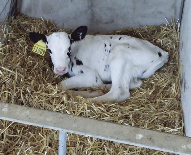 Holstein calf