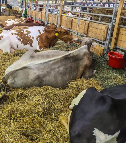Dairy cow breeds represented