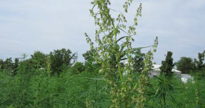 Male hemp plant