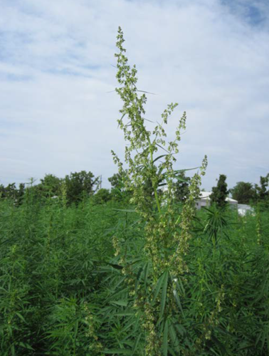 Male hemp plant