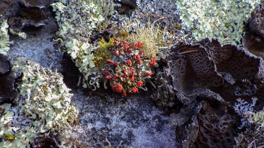 Lichen