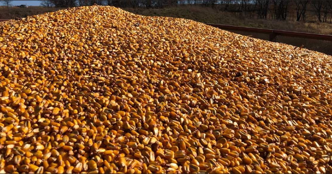 U.S. corn exports anticipated to hold top spot