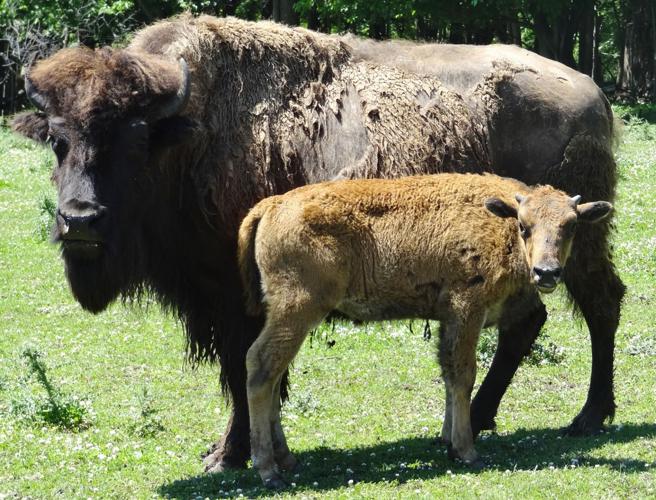 Horns are protection