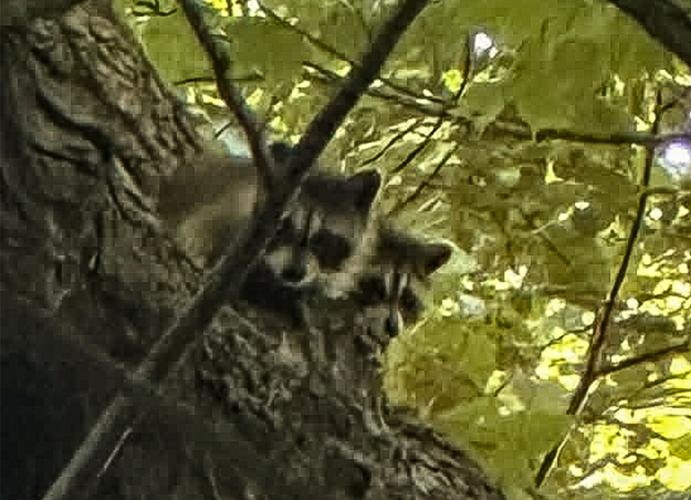 Raccoons