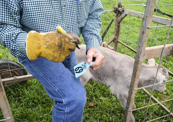 Preparing to attach bull calf's eartag