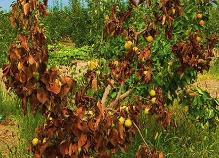 Fire blight decimates pear tree