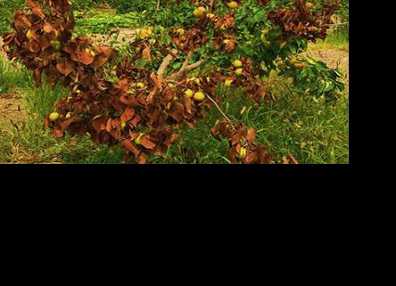 Fire blight decimates pear tree