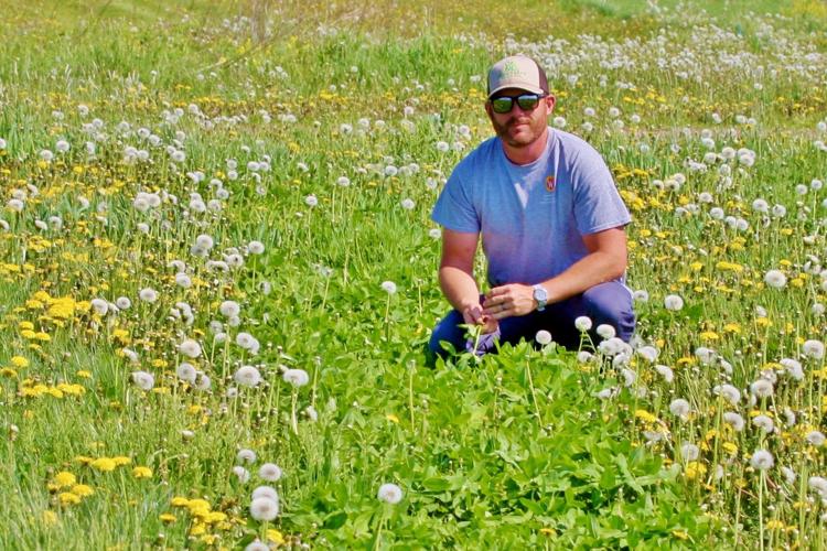 Jason Cavadini shows one of the strips of Kura Clover