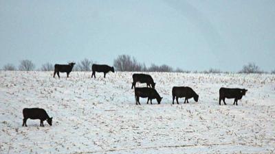 winter cattle