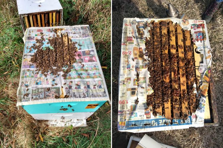 Honey bees