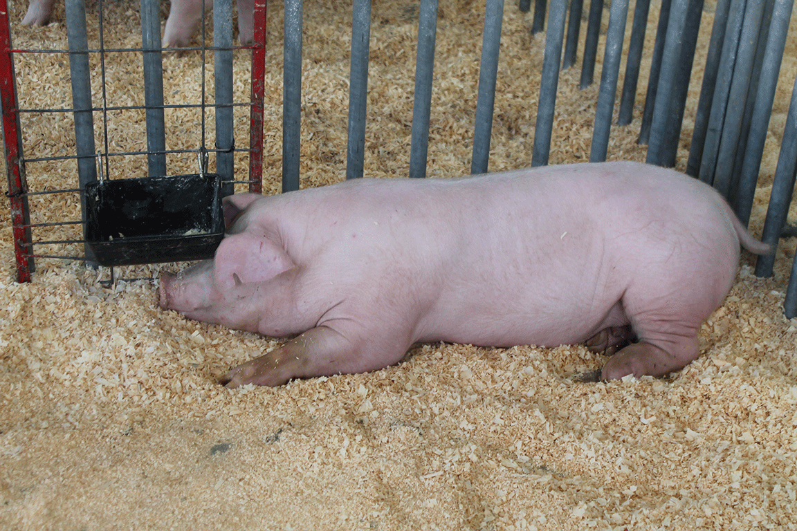hogs