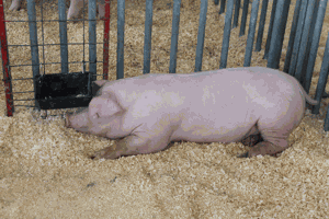 hogs