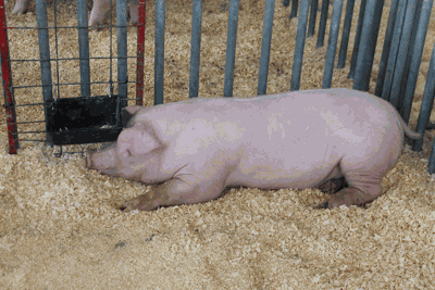 hogs