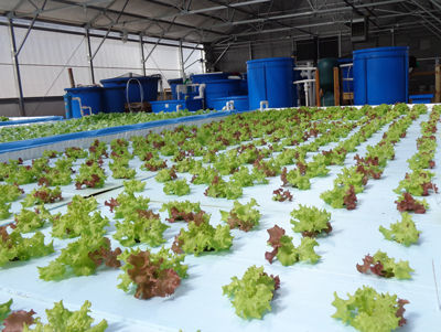 aquaponics fuels farm-to-school movement agri-view