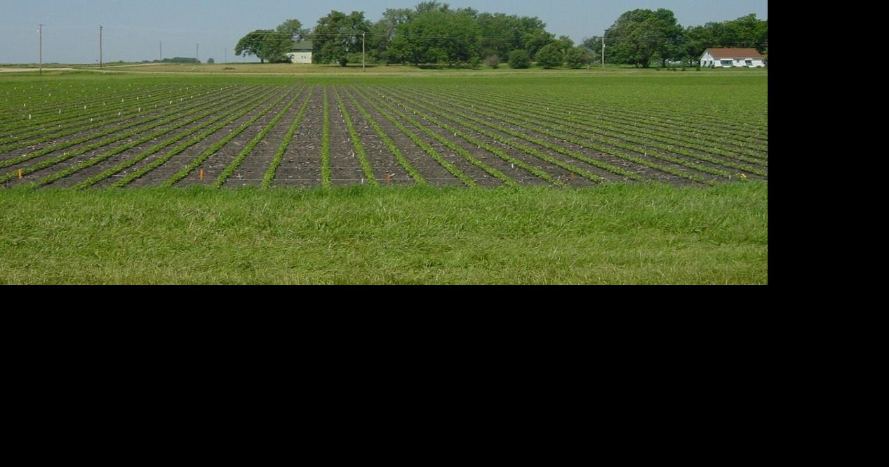 Coalition helps farmers fight yield-robbing soybean cyst nematode