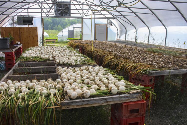 Vegetables in high tunnel