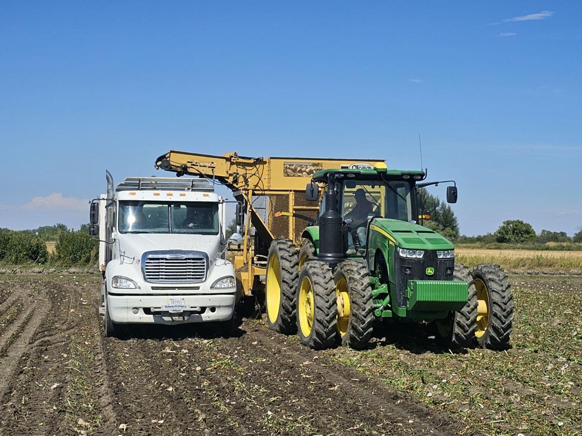 Sugarbeet harvest in full swing on Uffelman farm