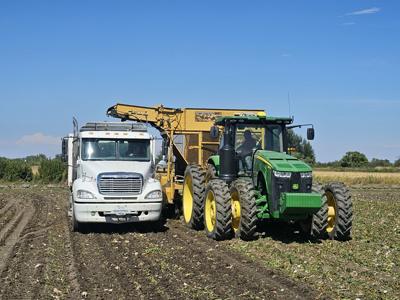 Sugarbeet harvest in full swing on Uffelman farm