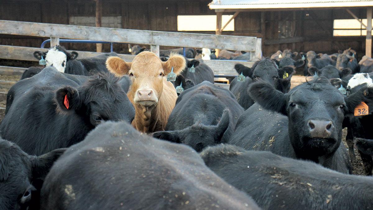 Feed lot