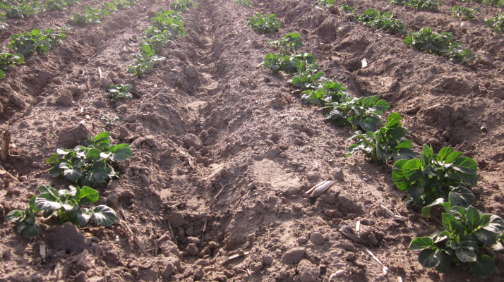 Potatoes emerging in field
